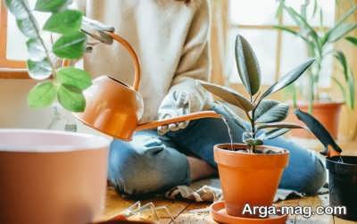 تاثیر رطوبت در پهن شدن برگ گیاهان
