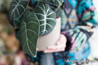 راهکار های مهم برای پهن شدن برگ گیاهان