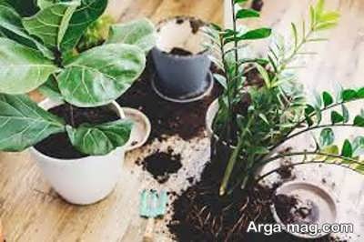 مزایای خاک سبک برای رشد برگ ها و پهن شدن آن ها