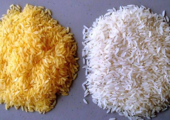 آشنایی با فواید برنج طلایی
