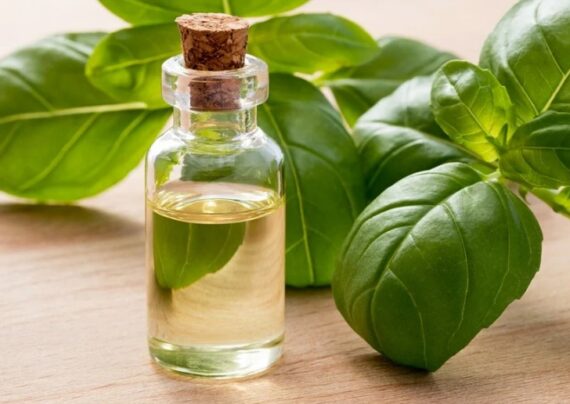 خواص روغن ریحان برای سلامت بدن