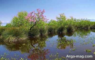 منطقه میانکاله