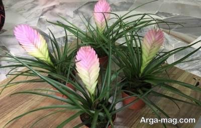 گیاه زیبای تیلاندزیا