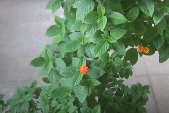 گل لانتانا (در مورد گل و بوی گل)