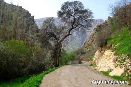 روستای کلم