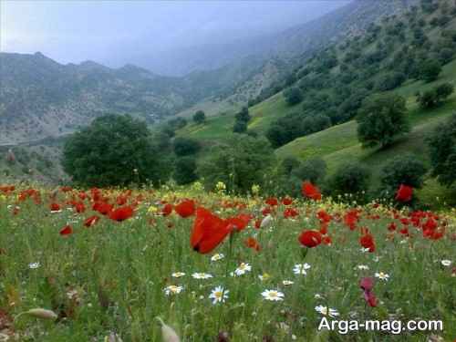 چشم انداز کلم