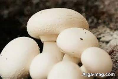 تولید قارچ انبوه و روش های آن 
