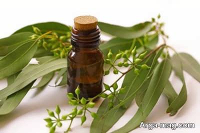 استفاده روغن اکالیپتوس