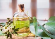 انواع کاربرد روغن اکالیپتوس