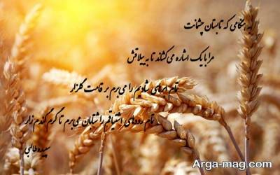 متن درباره گندم با مفاهیم ناب