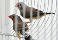 نکات نگهداری از پرنده فنچ