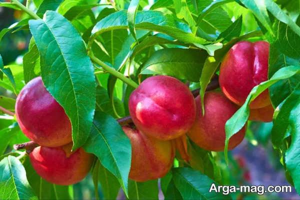اصول صحیح هرس درخت شلیل