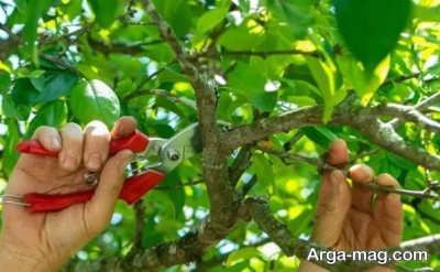 هرس نهال گلابی