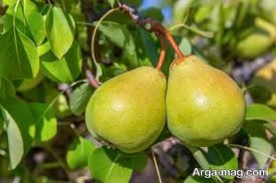بریدن شاخه های اضافی نهال گلابی