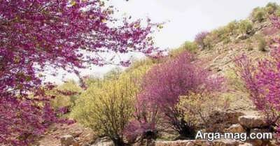 جاهای تماشایی استان ایلام
