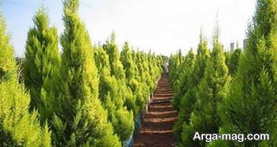 تعبیر خواب درخت کاج