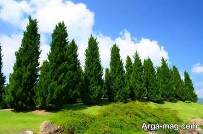 تعبیر رویای درخت کاج