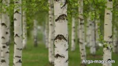 دمای مورد نیاز برای رشد درخت غان 