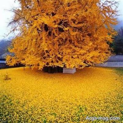 آفات درخت غان 