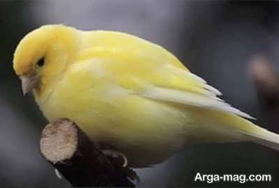 تولید مثل قناری