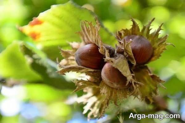 پیشگیری از آفات درخت فندق