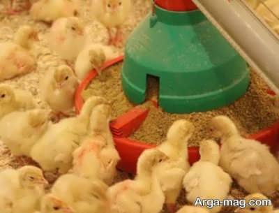 غذای بوقلمون