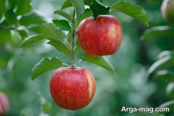 دلایل بار ندادن درخت سیب