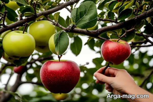 میوه ندادن درخت سیب و هرس نادرست
