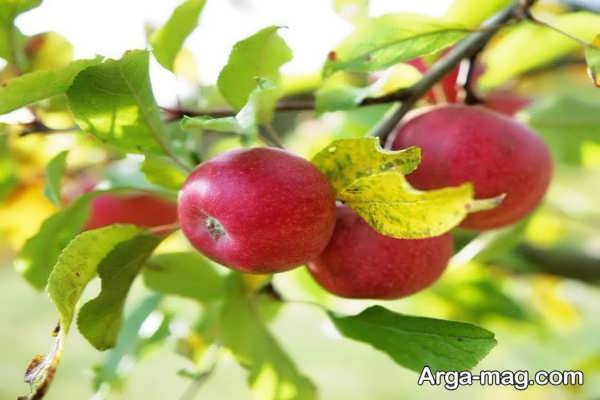 میوه ندادن درخت سیب و هرس نادرست