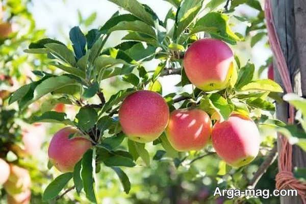 دلیل بار ندادن درخت سیب