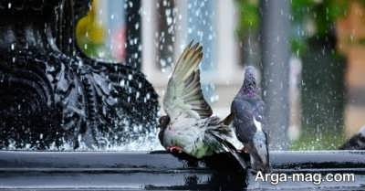 غذای کبوتر