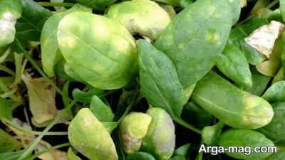 مدت زمان نگهداری سبزی ها در یخچال چقدر است؟ 