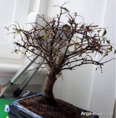 ریزش برگ بونسای