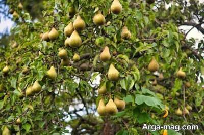 عدم باردهی درخت گلابی