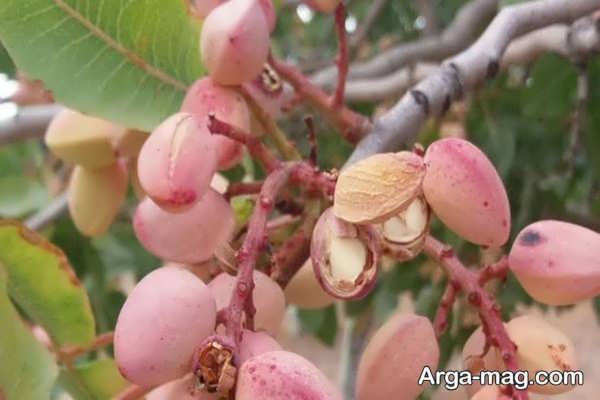 بیماری ها و مشکلات مؤثر بر ریزش برگ پسته