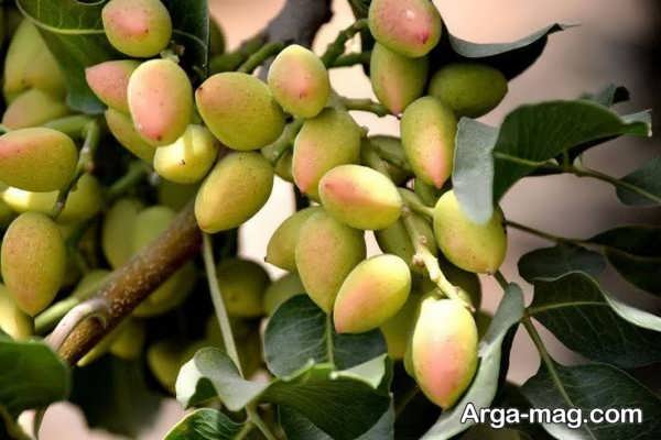 علت برگ ریزی ناگهانی درخت پسته