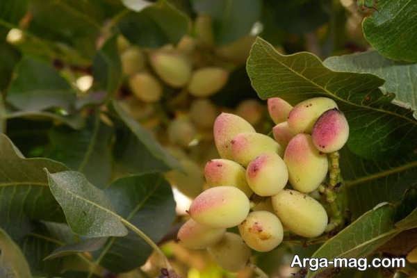 برگ ریزی درخت پسته در فصل های مختلف