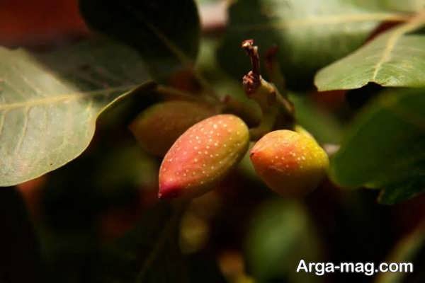 برگ ریزی درخت پسته در تابستان