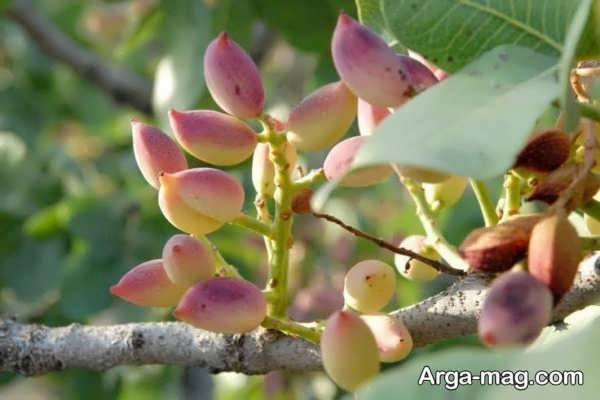 چرا برگ های درخت پسته می ریزند؟
