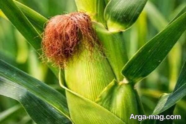 ساختار خاص جنین در گیاهان تک لپه