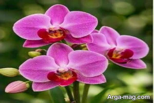 اجزای سه تایی گل در گیاهان تک لپه