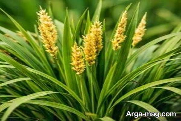 ویژگی های گیاهان تک لپه با ریشه های افشان