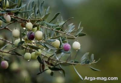 بار ندادن درخت زیتون