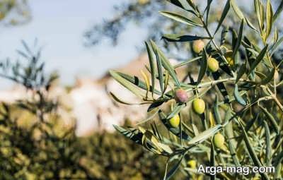 عدم باردهی درخت زیتون