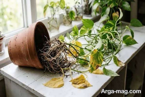 پژمرده شدن پتوس به دلیل آبیاری نامناسب
