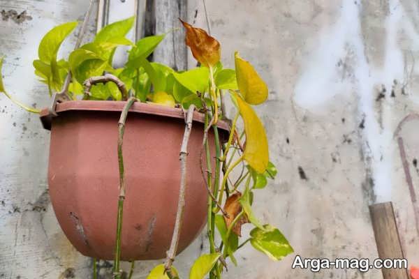 دلیل بی ‌حال شدن گیاه پتوس