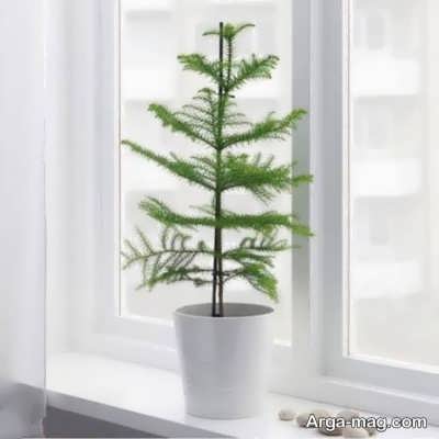 خاک خوب برای آروکاریا