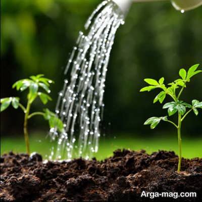 نحوه تکثیر گیاه آروکاریا