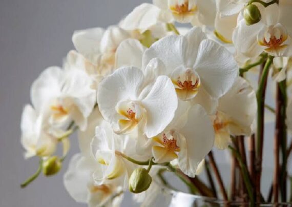 آشنایی با تعبیر خواب ارکیده