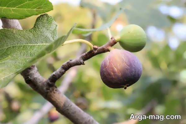 علت افتادن انجیرهای نارس از درخت